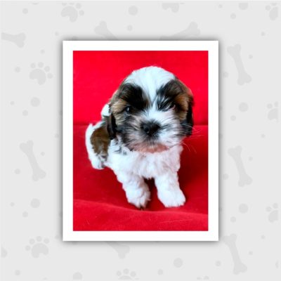 Venta de Cachorros en Bogotá