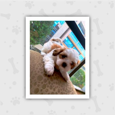 Venta de Cachorros en Bogotá