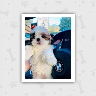 Venta de Cachorros en Bogotá